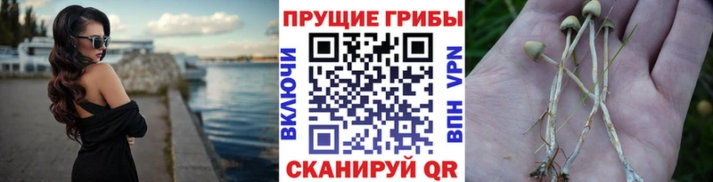 Галлюциногенные грибы прущие грибы Кимовск